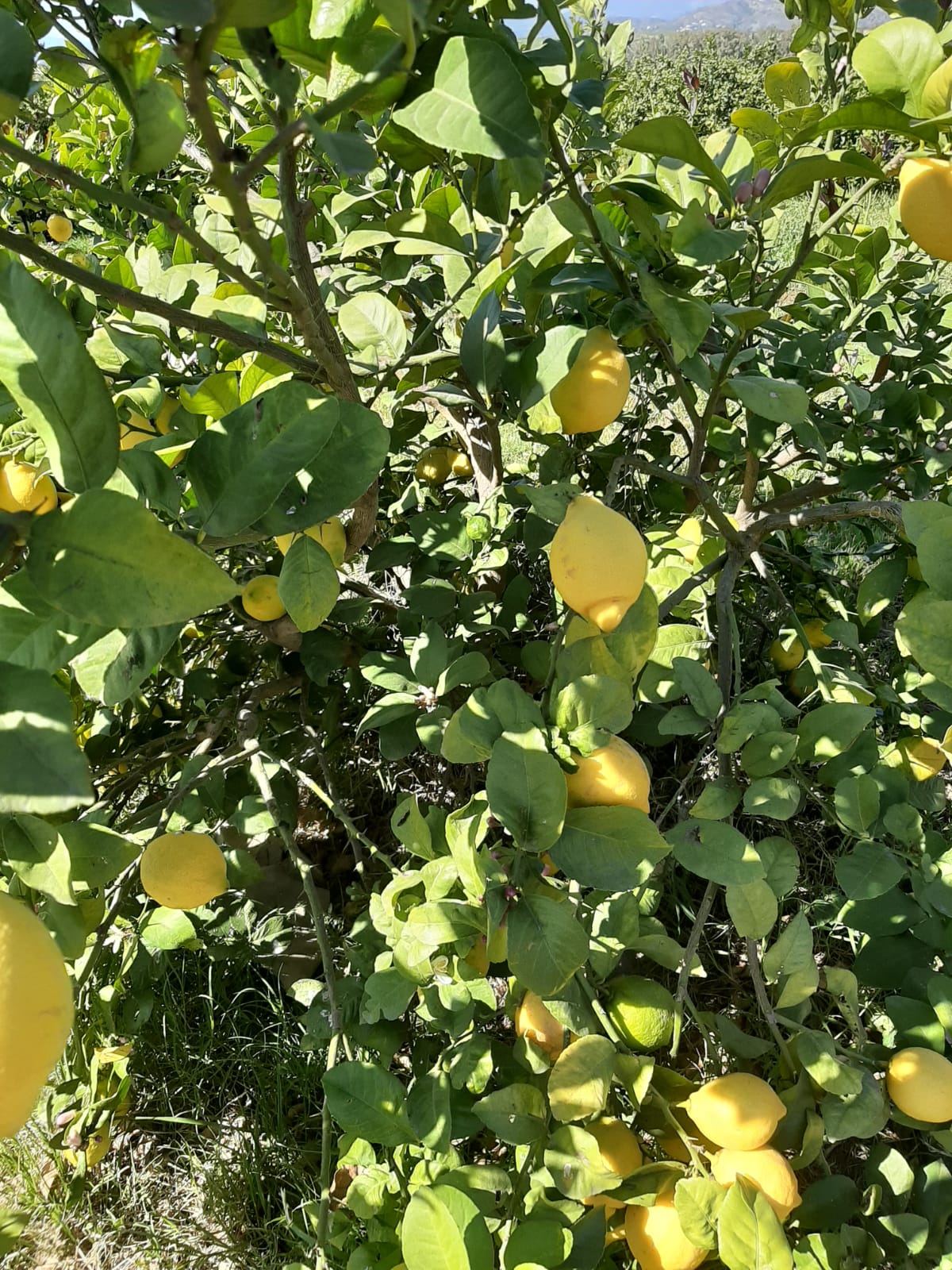 Limones y campo